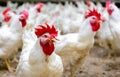 Indoors chicken farm, chicken feeding, farm for growing broiler chickens Royalty Free Stock Photo