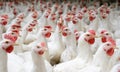 Indoors chicken farm, chicken feeding, farm for growing broiler chickens Royalty Free Stock Photo