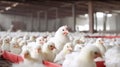 White chickens on farm. Poultry. Chicklets. Chicken. Stable. Farming. Modern fresh and light stable. Royalty Free Stock Photo
