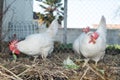 White chickens farm, real scenery at hens house