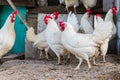 White chickens. A flock of birds in a hen house. Close-up