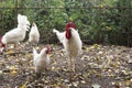 White chickens and Leghorn roosters walking in the pen on the farm