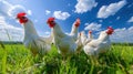 The white chickens in meadow.AI generated image Royalty Free Stock Photo