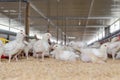 White chickens,Poultry farm. Royalty Free Stock Photo