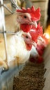 White chickens with red combs eat feed in a poultry farm. The concept of breeding chickens and chicken eggs on the farm, sun Royalty Free Stock Photo