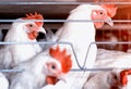 White chickens sit behind bars in a poultry farm, the production of broiler chickens, hennery, close-up Royalty Free Stock Photo