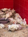 White chickens staying in a shop in Morocco Royalty Free Stock Photo