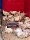 White chickens staying in a shop in Morocco Royalty Free Stock Photo