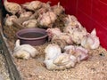 White chickens staying in a shop in Morocco Royalty Free Stock Photo