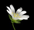 White chickweed flower