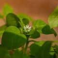 Chickweed flower in the garden Royalty Free Stock Photo
