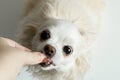 White chihua hua eats from hands. Close-up