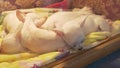 a white chihua puppies behind glass in a box. sale of pets at the fair.