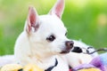 White chihuahua Royalty Free Stock Photo