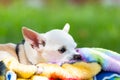 White chihuahua on blanket