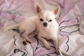 White chihuahua on a blanket Royalty Free Stock Photo