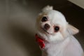 White chihuahua dog cute pet Royalty Free Stock Photo