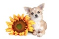White chihuahua dog lying with sunflower