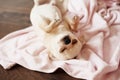 White chihuahua dog sleeping on a pink blanket, wooden floor Royalty Free Stock Photo