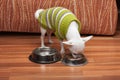 White Chihuahua dressed with pullover feeding granules at home Royalty Free Stock Photo