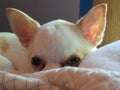 White chihuahua face small