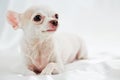 White chihuahua lies on blanket Royalty Free Stock Photo