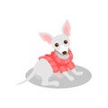 White chihuahua pedigree dog, cute puppy pet character vector Illustration on a white background