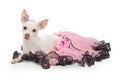 White Chihuahua in Pink Tutu Lying on White Royalty Free Stock Photo