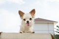 White chihuahua with skyl background