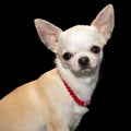 White Chihuahua wearing red necklace