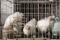 White chikens of special breed sitting in cage.