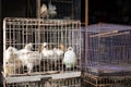 White chikens of special breed sitting in cage.