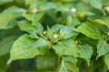 White chili flower in the garden. Chili pepper flowers are blooming in the garden. white chili flower on the tree.