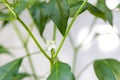 White chili flower in the garden. Chili pepper flowers are blooming in the garden. white chili flower on the tree.