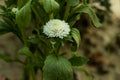 White China Aster flower or Callistephus chinensis beauty flower