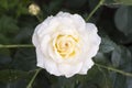 White china rose rosa chinensis jacq Royalty Free Stock Photo