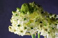 WHITE CHINCHERINCHEE FLOWERS