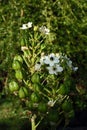 WHITE CHINCHERINCHEE FLOWERS WITH SEEDS ON STALKS