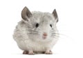 White chinchilla, isolated Royalty Free Stock Photo