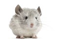 White chinchilla, isolated