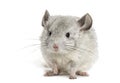 White chinchilla, isolated