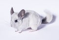 White chinchilla pet