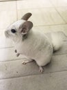 White chinchilla pet