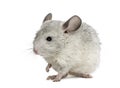 White chinchilla raising a paw, isolated