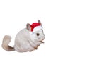 White chinchilla in Santa hat isolated on white background. Winter season and New Year pet present. Celebration holidays Royalty Free Stock Photo