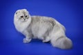 White chinchillas cat on a blue background Royalty Free Stock Photo