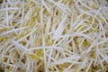 White chinese bean sprouts for cooking and healthy food