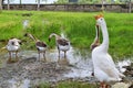 White chinese goose and brown chinese geese along the water