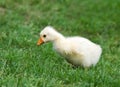 White Chinese Goose gosling