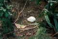 Chinese painted quail hiding in the bushes in a tropical greenhouse garden in Grand Rapids Michigan